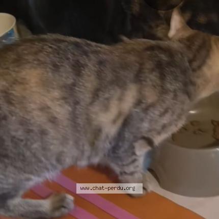 Foto 1/1 Princesse Chat perdido en Cournon d auvergne