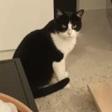 Foto del gato perdido en Eyguieres