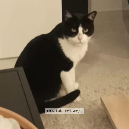 Foto 1/1 Roki Chat perdido en Eyguieres