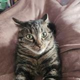 Foto del gato perdido en Jallais