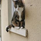 Foto del gato perdido en Saint Mard