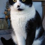 Foto del gato perdido en Chaumont Gistoux