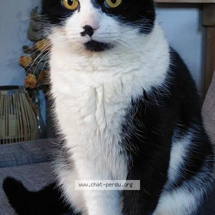 Foto 1/1 Bouboule Chat perdido en Chaumont gistoux