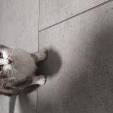 Foto de gato encontrado en Bordeaux