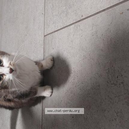 Foto 1/1 Gato encontrado Encontrado en Bordeaux