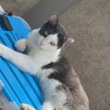 Foto del gato perdido en Crepey