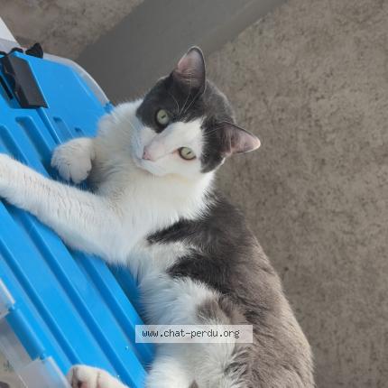 Foto 1/1 Guizmo Chat perdido en Crepey