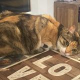 Foto del gato perdido en Mas Blanc Des Alpilles