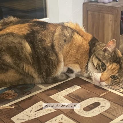 Foto 1/1 Missy Chat perdido en Mas blanc des alpilles