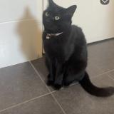 Foto del gato perdido en Rubelles