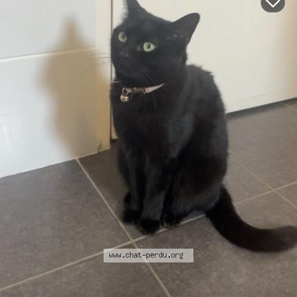 Foto 1/1 Sorona Chat perdido en Rubelles