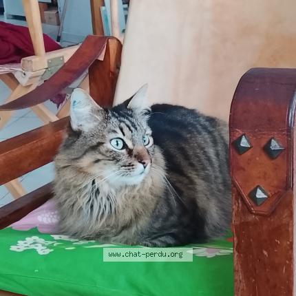 Foto 1/1 Gato encontrado Encontrado en Sete