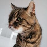 Foto del gato perdido en Montfermeil