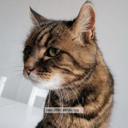 Foto 1/3 DIDOUNE Chat perdido en Montfermeil