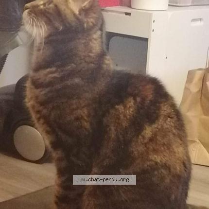 Foto 2/3 DIDOUNE Chat perdido en Montfermeil