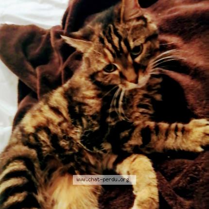 Foto 3/3 DIDOUNE Chat perdido en Montfermeil