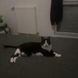 Foto del gato perdido en Combs La Ville