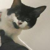 Foto del gato perdido en Nancy