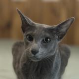 Foto del gato perdido en Vitrolles