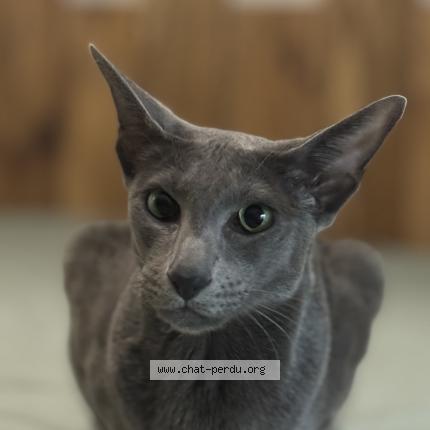 Foto 1/1 OLLY Chat perdido en Vitrolles