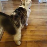 Foto del gato perdido en Angers