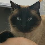 Foto del gato perdido en Maurepas