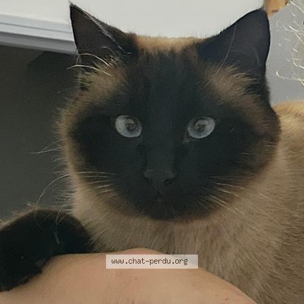 Foto 1/1 Kit Chat perdido en Maurepas