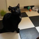 Foto del gato perdido en Metz