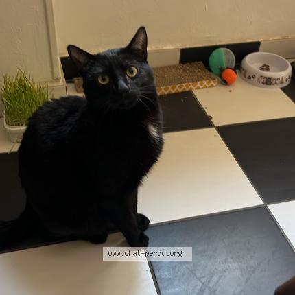 Foto 1/1 Shadow Chat perdido en Metz