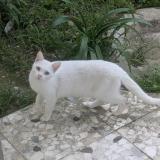 Foto de gato encontrado en Le Cannet