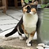 Foto de gato encontrado en Bordeaux