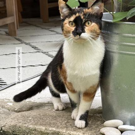 Foto 1/2 Gato encontrado Encontrado en Bordeaux