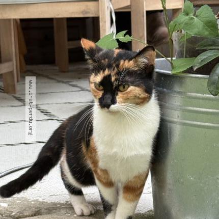 Foto 2/2 Gato encontrado Encontrado en Bordeaux