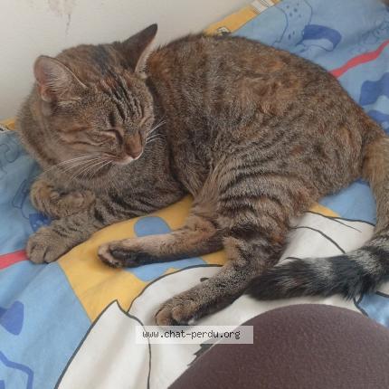 Foto 1/1 mimine Chat perdido en Villenauxe la peite