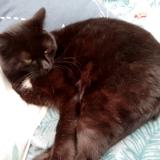 Foto del gato perdido en Cour Cheverny