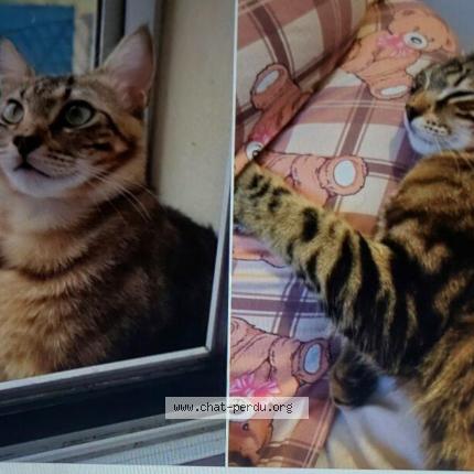 Foto 1/1 titi Chat perdido en Portet sur garonne