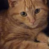 Foto del gato perdido en Saint Laurent De Mure