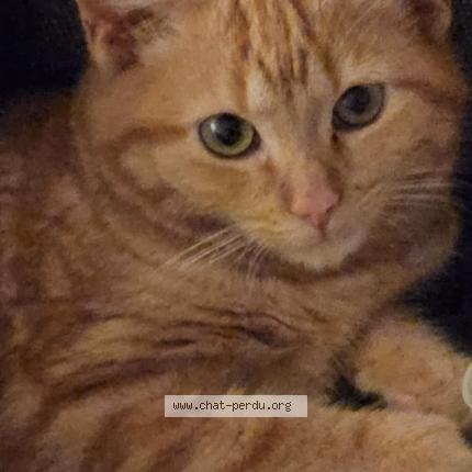 Foto 1/1 Caramel Chat perdido en Saint laurent de mure