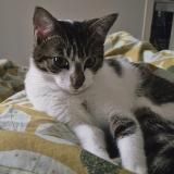 Foto del gato perdido en Saint Andre