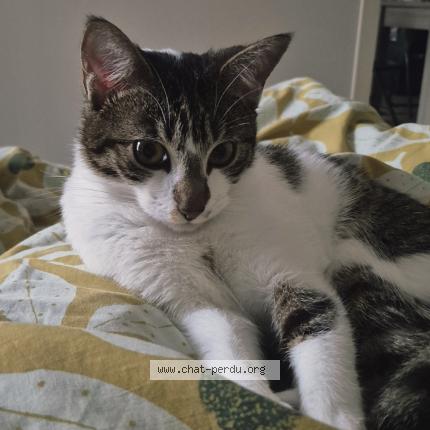 Foto 1/1 Grimpette Chat perdido en Saint andre