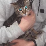 Foto del gato perdido en Roubaix