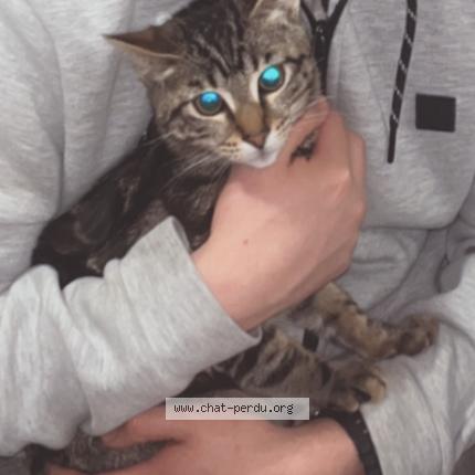 Foto 1/1 Fabricio herrera bustamante Chat perdido en Roubaix