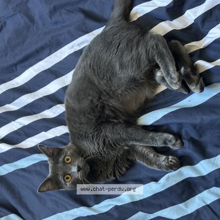 Foto 1/1 Sky Chat perdido en Bagneres de luchon