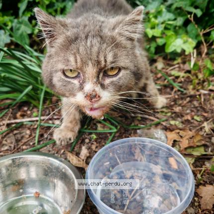 Foto 1/1 Gato encontrado Encontrado en Lens