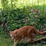 Foto de gato encontrado en St Chamond