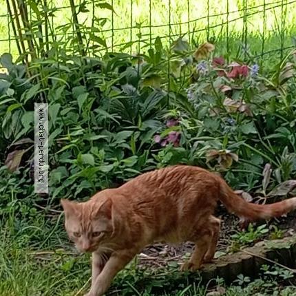 Foto 1/1 Gato encontrado Encontrado en St chamond