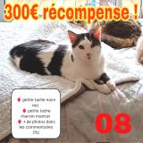 Foto del gato perdido en Rethel