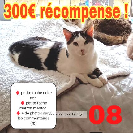 Foto 1/4 Shadow Chat perdido en Rethel