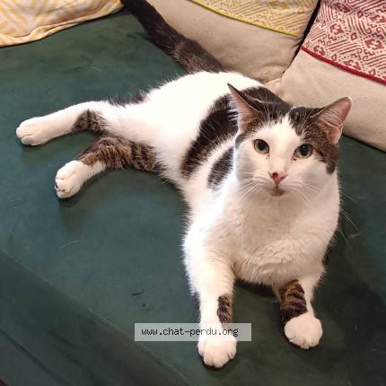 Foto 2/4 Shadow Chat perdido en Rethel