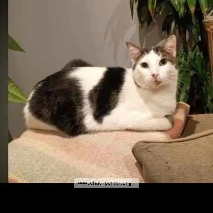 Foto 3/4 Shadow Chat perdido en Rethel